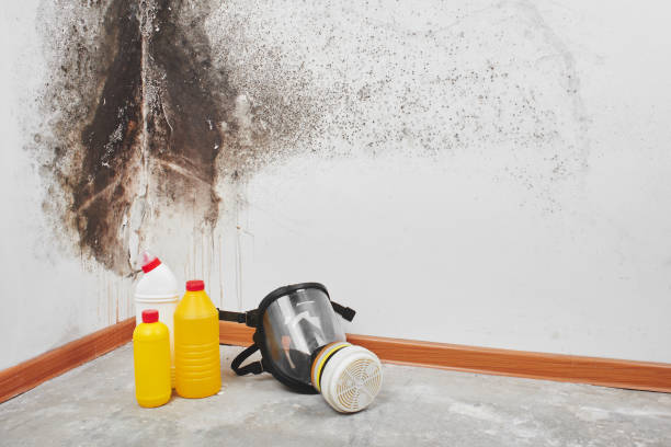 Best Local Mold Removal Service  in Moosup, CT