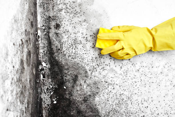 Best Same-Day Mold Removal  in Moosup, CT