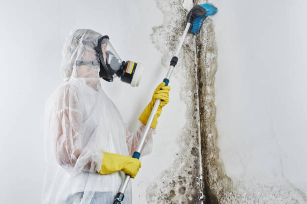 Best Black Mold Removal  in Moosup, CT