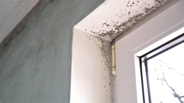 Best Professional Mold Removal  in Moosup, CT