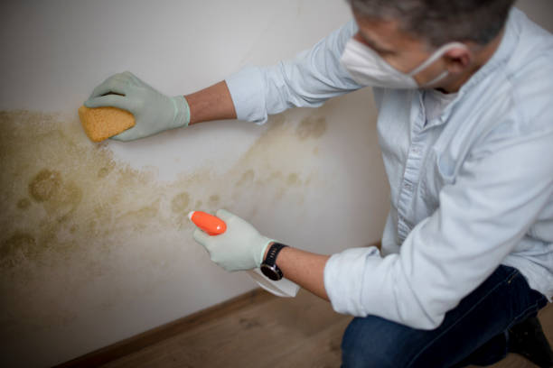 Best Office Mold Removal Services  in Moosup, CT