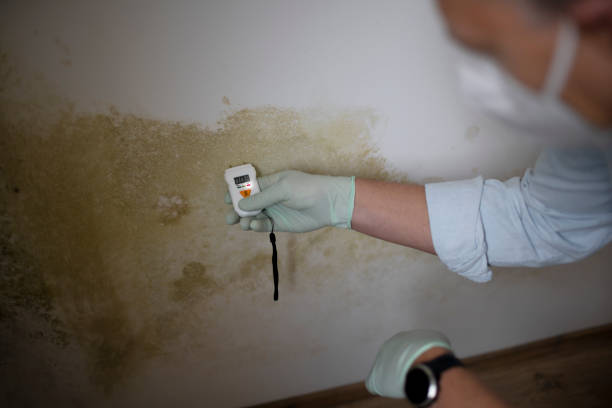 Best Home Mold Removal  in Moosup, CT