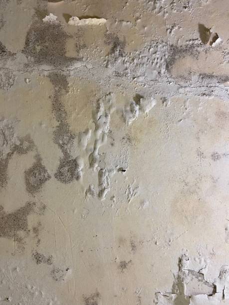 Best Mold Removal Specialists  in Moosup, CT
