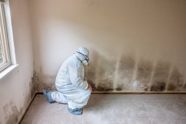 Best Mold Cleaning Services  in Moosup, CT