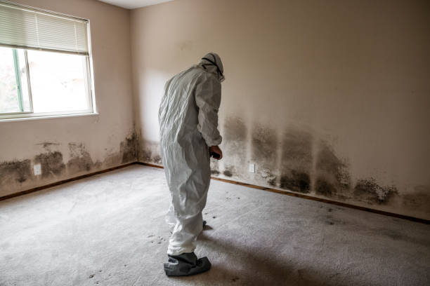 Best Same-Day Mold Removal  in Moosup, CT