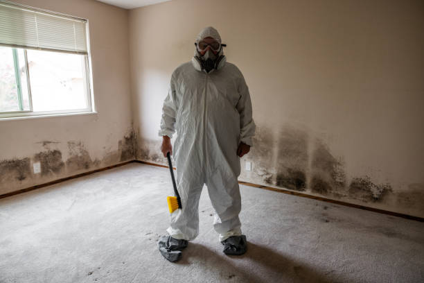 Best Attic Mold Removal  in Moosup, CT
