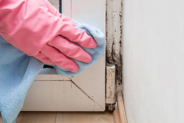 Best Certified Mold Removal  in Moosup, CT