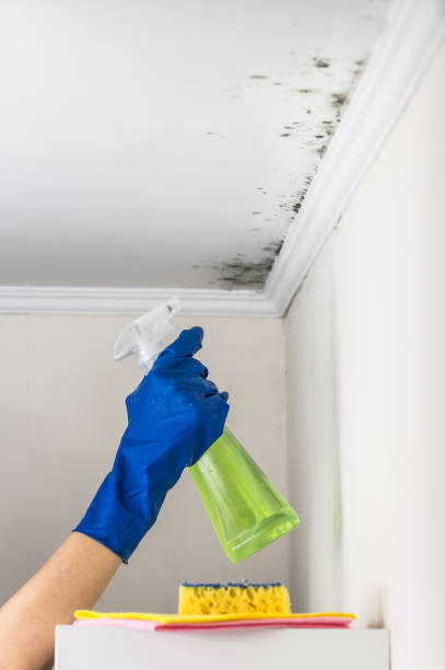 Best Mold Inspection  in Moosup, CT