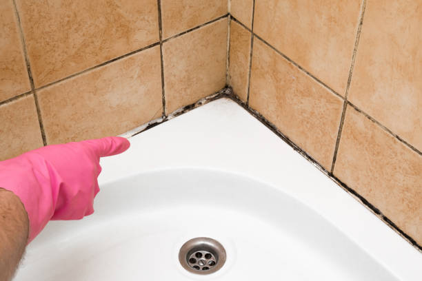 Best Commercial Mold Removal  in Moosup, CT